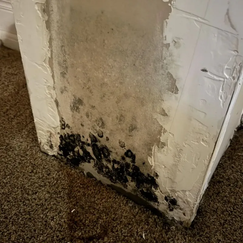 Professional Mold Removal in New Market, TN